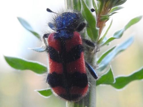 Trichodes sp.